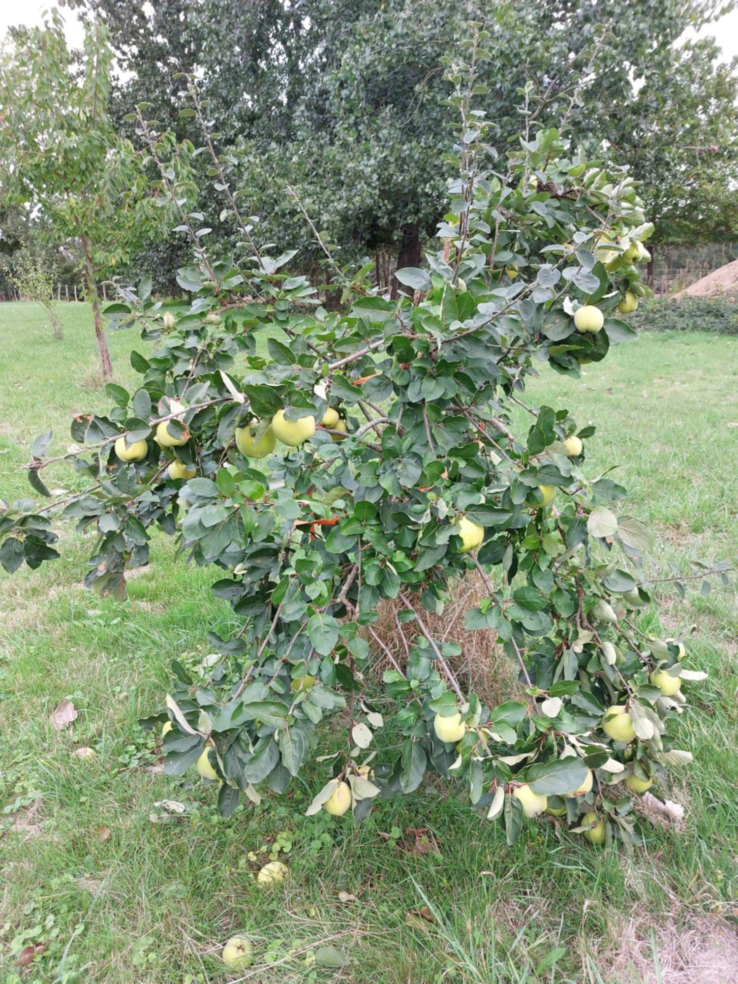 סומור Chambres D'Hotes De L'Ile Du Saule מראה חיצוני תמונה